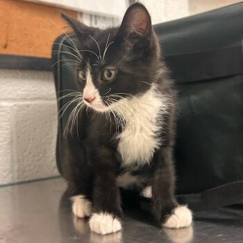 Leaf -  Domestic Medium Hair Cat for Adoption in Edinburg, Texas - Leaf | PetCurious