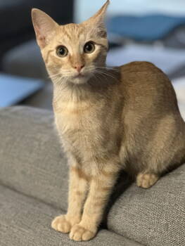 Rescue Domestic Short Hair and Tabby Cats for Adoption in Fort Myers, Florida - Diana | PetCurious