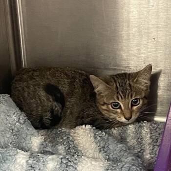 Celeste -  Domestic Short Hair Cat for Adoption in Port Charlotte, Florida - Celeste | PetCurious