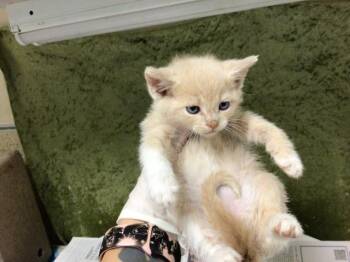 Domestic Short Hair Cats Available for Adoption in Riverside, California - CHEESE | PetCurious