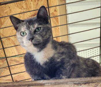 Rescue Domestic Short Hair Cats for Adoption in Crossville, Tennessee - Miracle | PetCurious