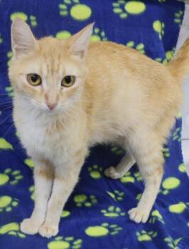 Peach -  Domestic Short Hair Cat for Adoption in Thief River Falls, Minnesota - Peach | PetCurious