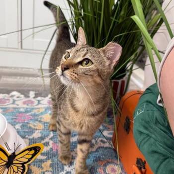 Berlin the Dog Loving Poised Beauty -  Tabby and Domestic Short Hair Cat for Adoption in Friendswood, Texas - Berlin The Dog Loving Poised Beauty | PetCurious