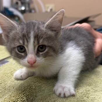 Eggo -  Domestic Short Hair Cat for Adoption in Naperville, Illinois - Eggo | PetCurious