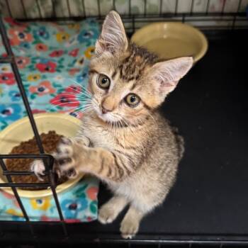 Ruthie -  Domestic Short Hair Cat for Adoption in Saginaw, Michigan - Ruthie | PetCurious