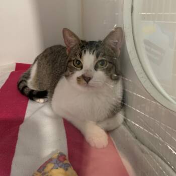 Domestic Short Hair Cats Available for Adoption - JANET | PetCurious