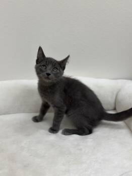 Berlioz -  Domestic Medium Hair Cat for Adoption in Newberg, Oregon - Berlioz | PetCurious