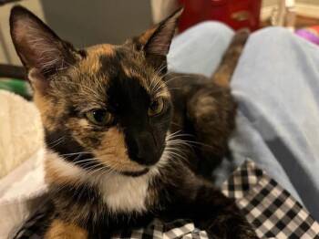 Domestic Short Hair Cats Available for Adoption - Maria | PetCurious