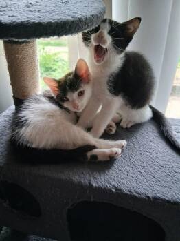 Domestic Short Hair Cats Available for Adoption in Seattle, Washington - Dottie & Lottie | PetCurious