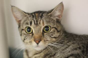 Rescue Domestic Short Hair Cats for Adoption in Cooperstown, New York - Gabby | PetCurious