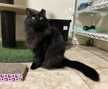 Jinxx -  Domestic Medium Hair Cat for Adoption in Tucson, Arizona - Jinxx | PetCurious