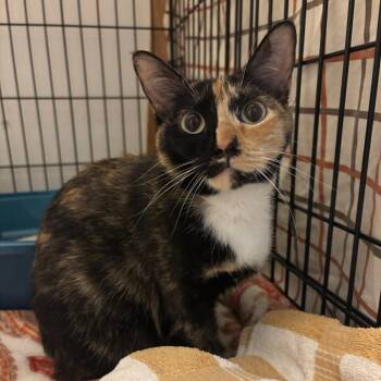 Bastet -  Domestic Short Hair Cat for Adoption in Hopewell, Virginia - Bastet | PetCurious