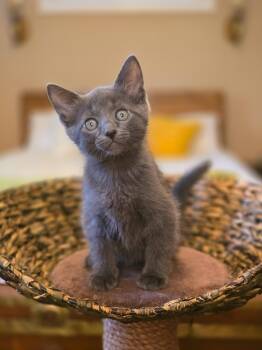 Domestic Short Hair Cats Available for Adoption in Harrison Township, New Jersey - Smoke | PetCurious