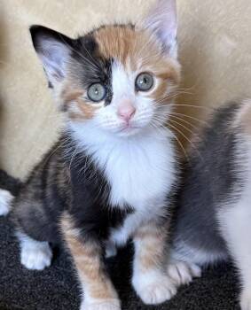 Quinn -  Calico Cat for Adoption in Costa Mesa, California - Quinn | PetCurious