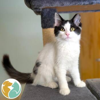Lilly -  Domestic Medium Hair Cat for Adoption in Toledo, Ohio - Lilly | PetCurious