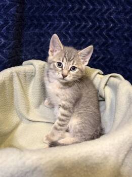 Rescue Domestic Short Hair Cats for Adoption in Burlington, Wisconsin - Turkey | PetCurious