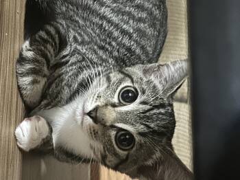 Gouda -  Domestic Short Hair Cat for Adoption in Havertown, Pennsylvania - Gouda | PetCurious