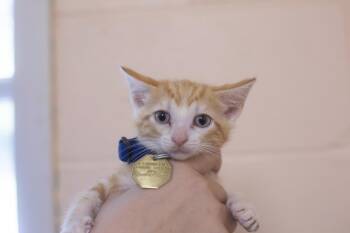 Rescue Domestic Short Hair Cats for Adoption in Mountain Home, Arkansas - Rafe | PetCurious
