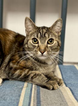Rescue Domestic Short Hair Cats for Adoption in Newtown Square, Pennsylvania - Amber | PetCurious