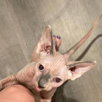Sphynx Hairless Cat Cats Available for Adoption - Nue | PetCurious