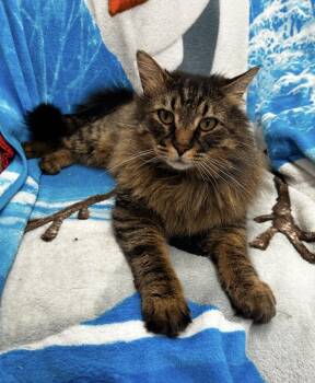 Maine Coon Cats Available for Adoption in Maple Ridge, British Columbia - Happy Clam | PetCurious