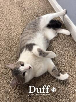 Domestic Short Hair Cats Available for Adoption in Washington Township, New Jersey - Duff | PetCurious