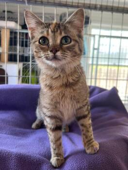 Domestic Short Hair Cats Available for Adoption in Mcpherson, Kansas - April | PetCurious