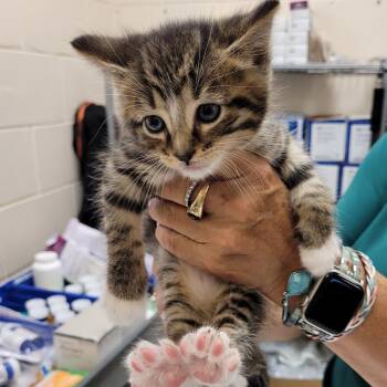 Domestic Short Hair Cats Available for Adoption in Lake Panasoffkee, Florida - Felix | PetCurious