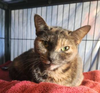 Bandit -  Domestic Short Hair Cat for Adoption in Clayton, New Jersey - Bandit | PetCurious