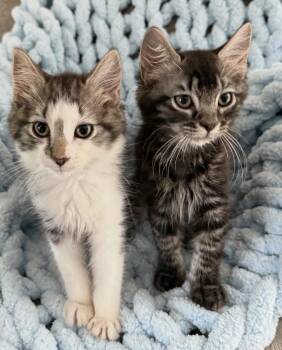 Hushable and Truly Scrumptious -  Domestic Medium Hair and Domestic Long Hair Cat for Adoption in Homestead, Florida - Hushable And Truly Scrumptious | PetCurious