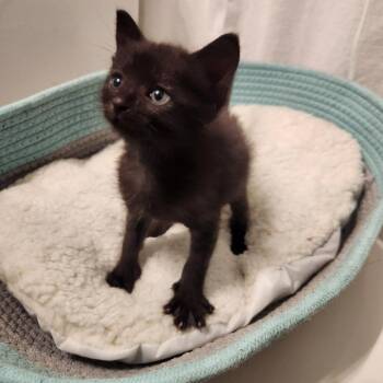 Eeyore -  Domestic Short Hair Cat for Adoption in Spring Hill, Kansas - Eeyore | PetCurious