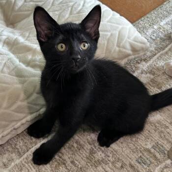 Dip -  Domestic Short Hair Cat for Adoption in La Grange, Kentucky - Dip | PetCurious