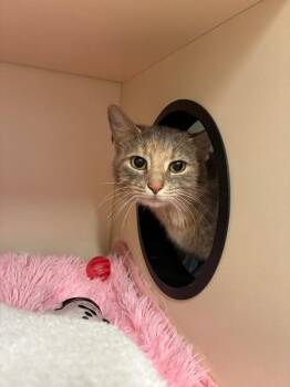 Clementine -  Domestic Short Hair Cat for Adoption in Bloomington, Indiana - Clementine | PetCurious