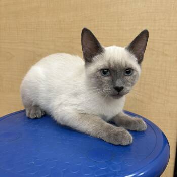 Violin -  Siamese Cat for Adoption in Flagstaff, Arizona - Violin | PetCurious
