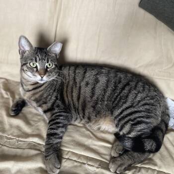 Rescue Domestic Short Hair Cats for Adoption in Stamford, Connecticut - Sirena: Nap Queen, Playtime Princess! | PetCurious