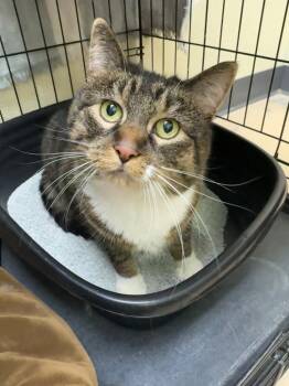 Rescue Domestic Short Hair Cats for Adoption in Shorewood, Illinois - Kit | PetCurious