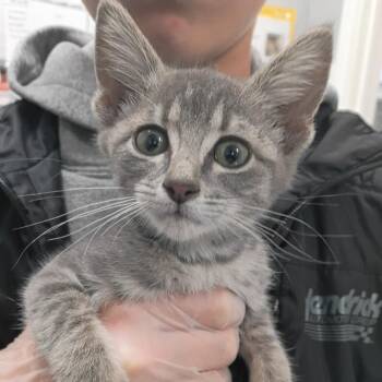 Latte -  Domestic Short Hair Cat for Adoption in Springtown, Texas - Latte | PetCurious