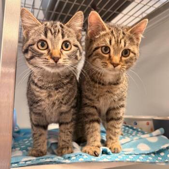 Domestic Short Hair Cats Available for Adoption in Binghamton, New York - Patio | PetCurious