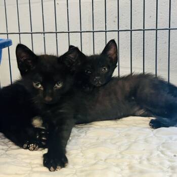 Rescue Domestic Short Hair Cats for Adoption in East St. Louis, Illinois - Gatorade-C | PetCurious