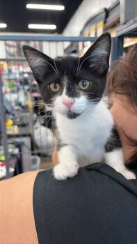 Miles -  Tuxedo Cat for Adoption in Burnaby, British Columbia - Miles | PetCurious