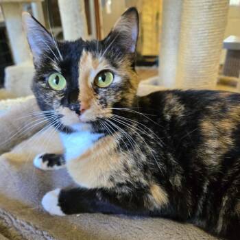 Domestic Short Hair Cats Available for Adoption in Park Falls, Wisconsin - April | PetCurious