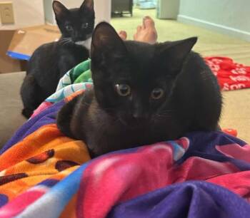 Boots -  Domestic Short Hair Cat for Adoption in Sedalia, Colorado - Boots | PetCurious