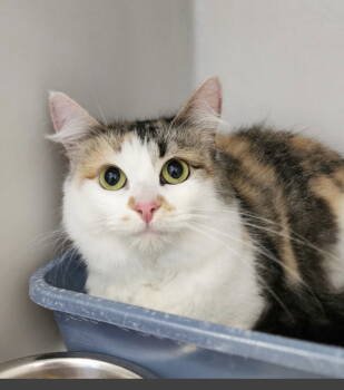 Rescue Calico Cats for Adoption in Fairview Beach, Virginia - Amber | PetCurious