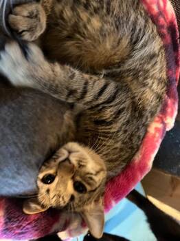 Domestic Short Hair Cats Available for Adoption in Rice Lake, Wisconsin - Tana | PetCurious