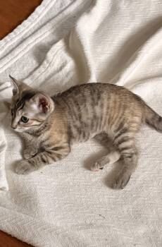 Jovie -  Torbie and Domestic Short Hair Cat for Adoption in Dublin, Ohio - Jovie | PetCurious