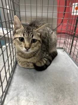 CHERRY PIE -  Domestic Short Hair Cat for Adoption in Las Vegas, Nevada - CHERRY PIE | PetCurious