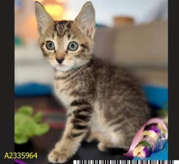 TEDDY -  Domestic Short Hair Cat for Adoption in West Palm Beach, Florida - TEDDY | PetCurious