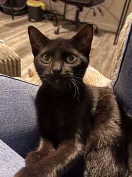 Rescue Domestic Short Hair Cats for Adoption in Vine Grove, Kentucky - Raven | PetCurious