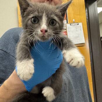 Storm -  Domestic Short Hair Cat for Adoption in Columbiana, Alabama - Storm | PetCurious