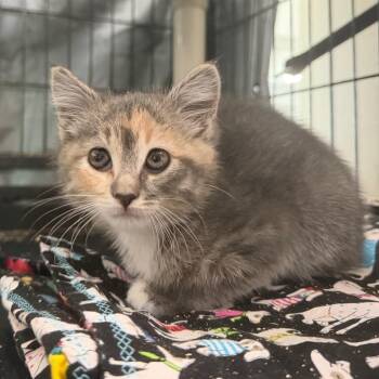 Dali -  Domestic Short Hair Cat for Adoption in Spanish Fork, Utah - Dali | PetCurious